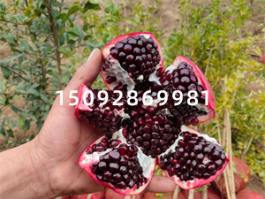ʯ